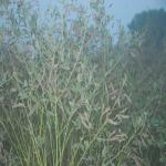 Vraj-Yatra-2014- (1508)